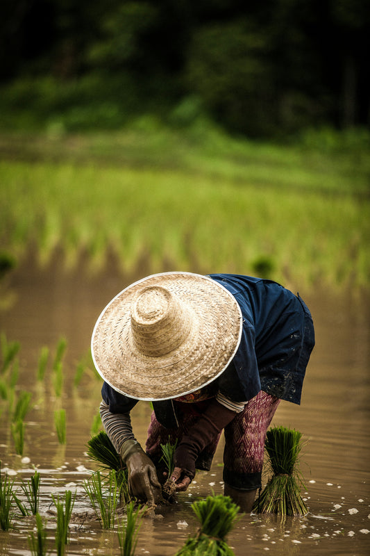 Voyage Écotouristique à Chiang Mai 5 Jours, 4 Nuits