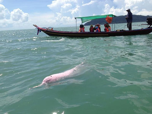 Que faire à Khanom ? Activités incontournables (dauphins roses & plages secrètes 2026) - TOP DESTINATIONS
